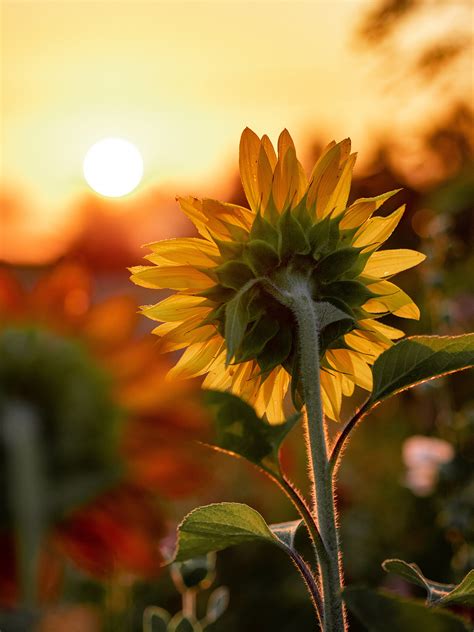 Unravel the Sunflower Meaning and Symbolism