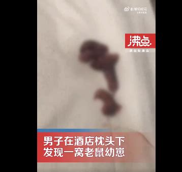 顾客在酒店枕头下发现一窝老鼠幼崽 商家:头回见 -6parknews.com