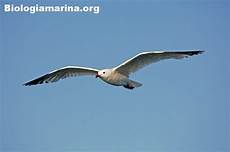 riassunto gabbiano jonathan livingston larus audouinii gabbiano corso biologia marina riassunto gabbiano jonathan livingston larus audouinii gabbiano corso biologia marina