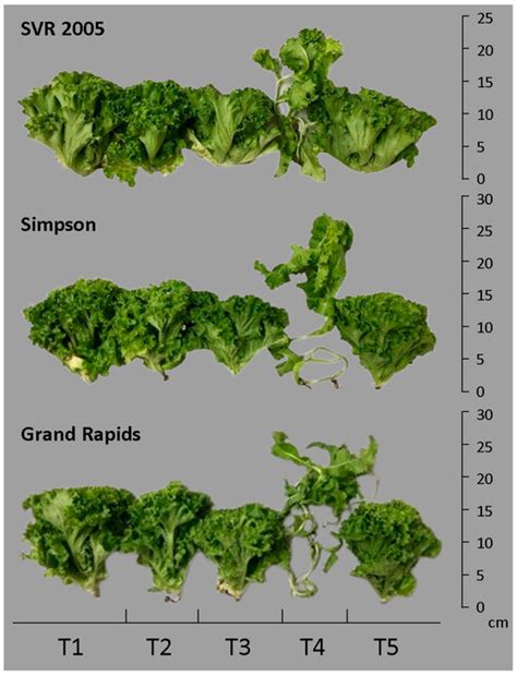 Analysis on Salinity Tolerance of Lettuce Cultivars Under Saline ...