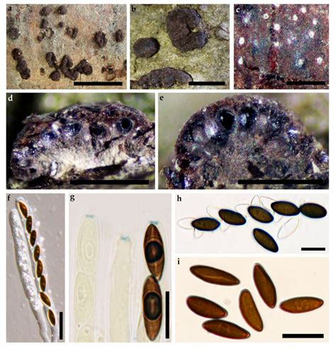 Resolution of the Hypoxylon fuscum Complex (Hypoxylaceae, Xylariales ...