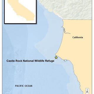 Image result for Axolotl Drawing Tutorial