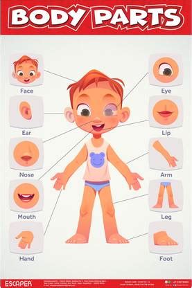 Body Parts Chart for Kids learning (11.5 x 17.5 inches) Photographic ...