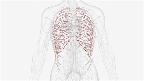 Premium Photo | Intercostal arteries are posterior branches along the length of the descending ...