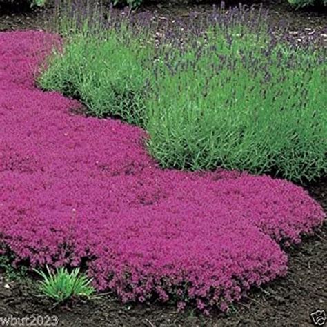 Creeping Thyme Ground Cover Care Thyme Purple Creeping Seeds To Sow