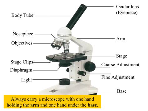 Basic Microscope Use 的图像结果