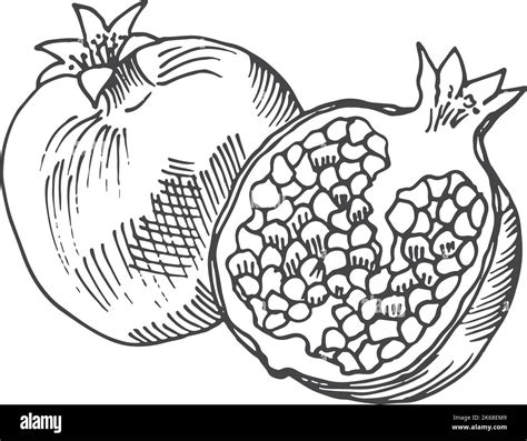 Sketch Of Pomegranate