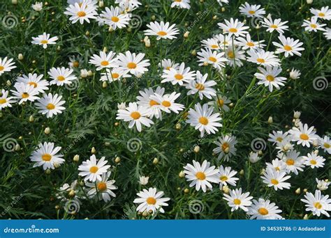 White daisies, flower stock photo. Image of group, meadow - 34535786