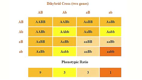 Phenotypic ratio - Definition and Examples - Biology Online Dictionary