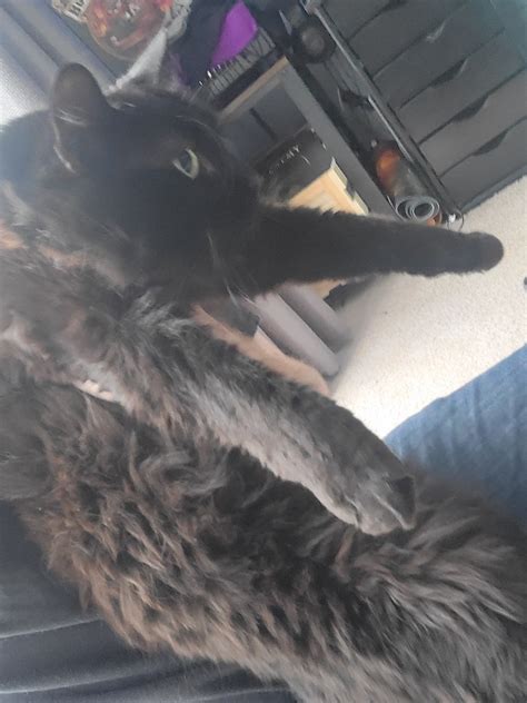 I am Binx the Cat on Tumblr