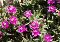 piante grasse fiori fucsia piante grasse la ruschia pollicegreen piante grasse fiori fucsia piante grasse la ruschia pollicegreen