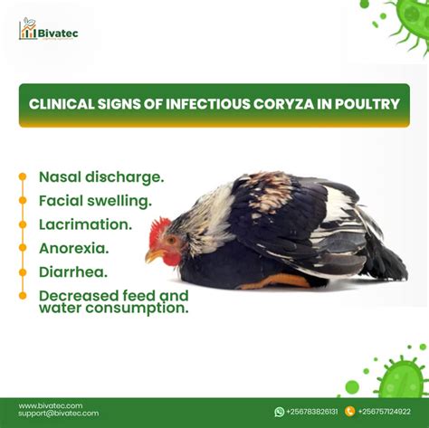 Infectious Coryza Avibacterium Paragallinarum: An Emerging Birds