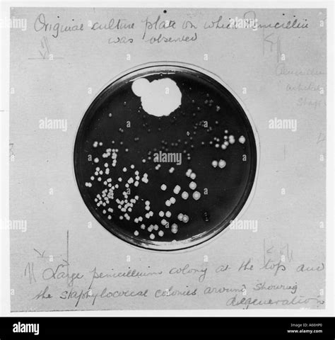 Alexander Fleming Penicillin