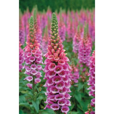 10 Foxgloves ideas | foxglove, perennials, plants