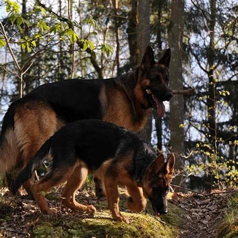 Are Solid Black German Shepherds Rare