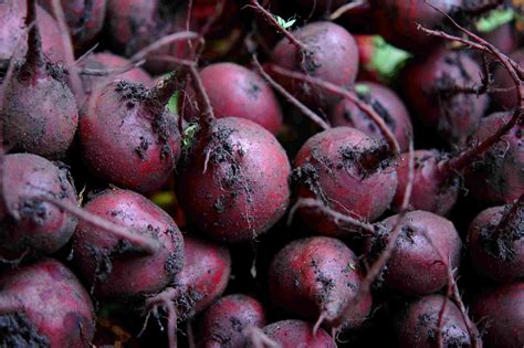 Types of Beets and Uses