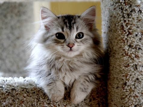 Dog-Like Cat Breeds – Meet Cat Breeds That Are Similar to Dogs – Petsworld