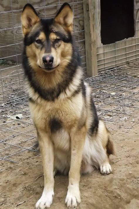 Native Canines: The Sacred Role of Dogs in Indigenous Rituals