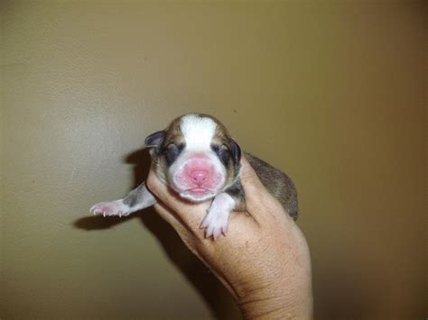 Breeding Pembroke Welsh Corgis