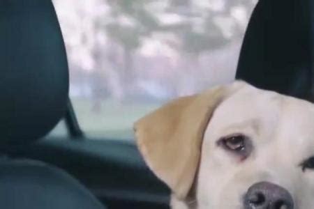 这部电影两只警犬当主角，电影上映三年后，警犬英勇殉职 - YouTube