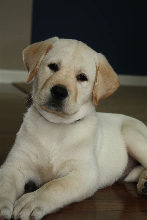 White Labrador Puppy