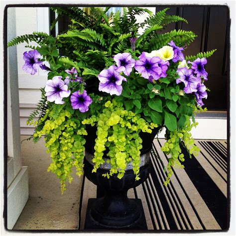 How To Plant Petunias In A Flower Pot at Brianna Baughn blog