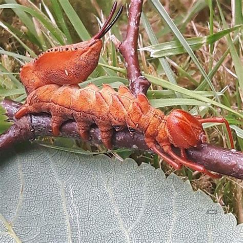 These mystifying pictures of unusual and rare creatures will give you ...