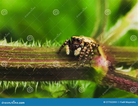 MINI SPIDERS stock image. Image of insect, frequently - 277522051