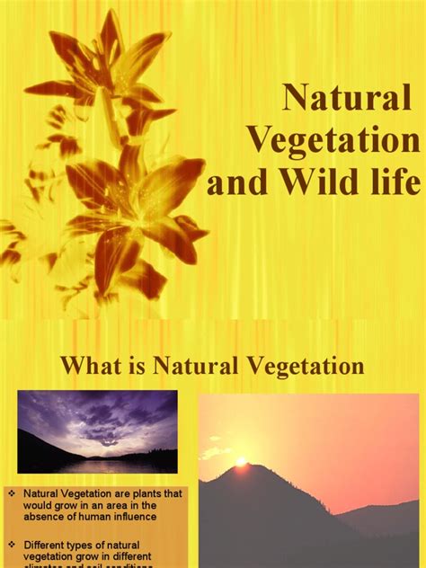 Nature Plant 的图像结果