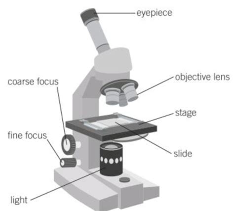 B1 - Cell Structure and transport Flashcards | Quizlet