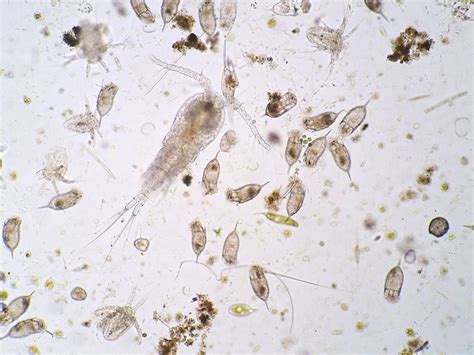 CSIs Open Plankton Labs, 95 Brown Rd, Room 283/Box 1044, Ithaca, NY ...