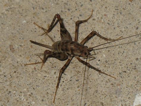Maryland Biodiversity Project - Greenhouse Camel Cricket (Diestrammena ...