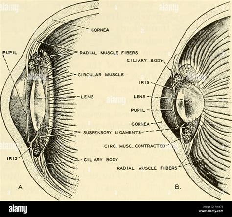 Suspensory Ligament Eye Model