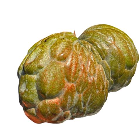 Annona Reticulata Red Spot Live Plant (Annona Reticulata Red Spot ...