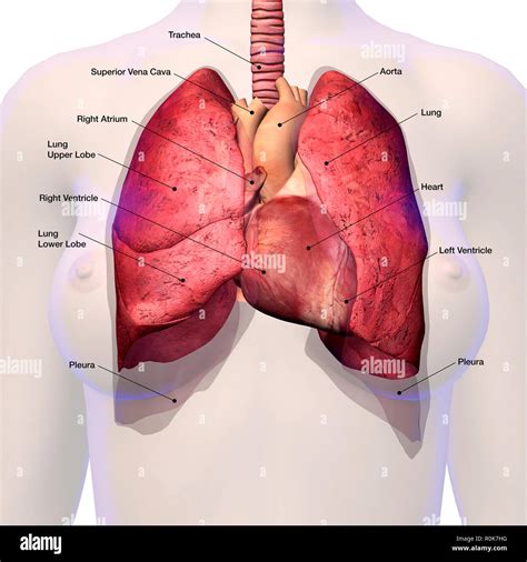 Female anatomy diagram hi-res stock photography and images - Alamy