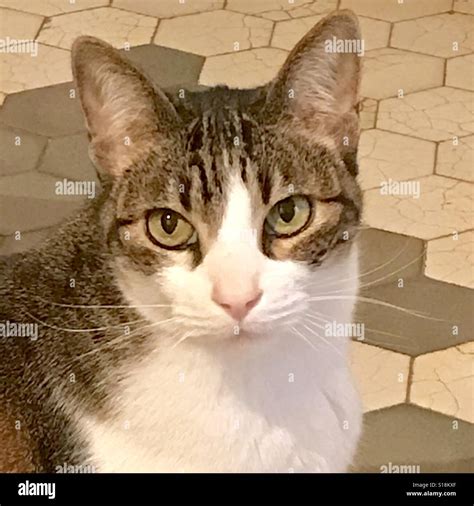 Tabby and white cat Stock Photo - Alamy
