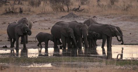 Decision to lift ban on import of elephants killed during hunts not yet ...