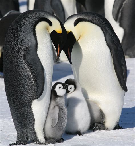 Emperor Penguin Mating
