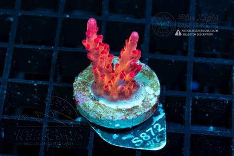 Acropora in Coral ID - The Whitecorals coral encyclopedia [Coral ...