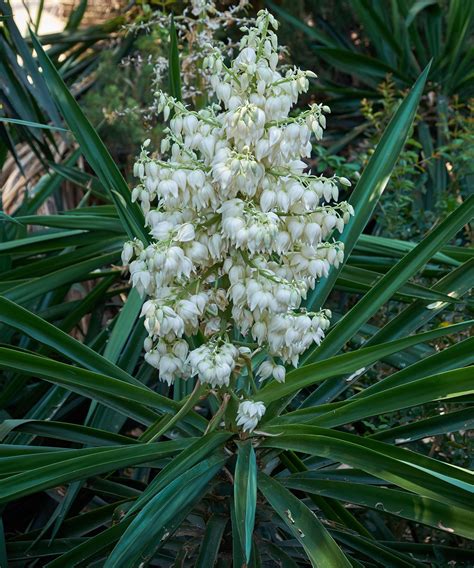 Yucca plant care according to an indoor plant expert | Homes and Gardens