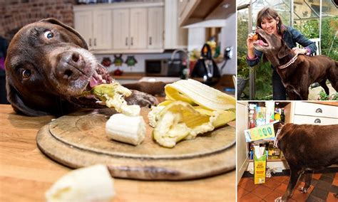 What Can Labs Eat at Cynthia Cawley blog