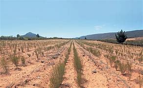 Image result for site:www.farmersweekly.co.za