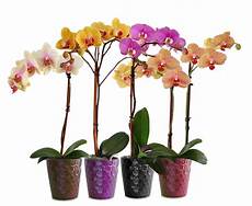 come curare le orchidee in vaso speciale moda donna primavera estate come curare l come curare le orchidee in vaso speciale moda donna primavera estate come curare l