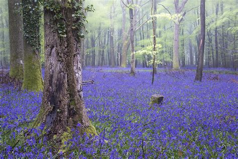 Image result for Machine Learning Bagging Tree