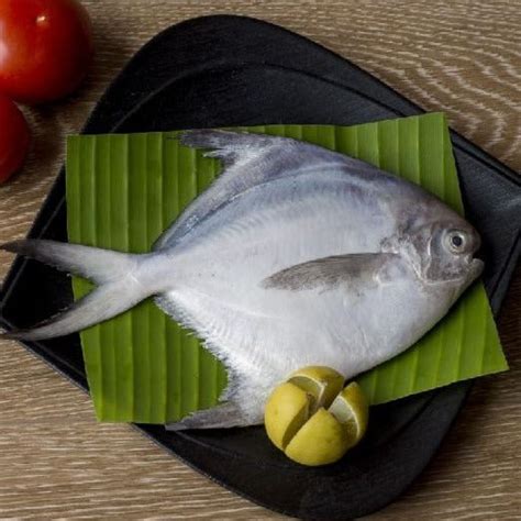 Buy Fresh White Big Size Chinese/Silver Pomfret Fish at best price ...