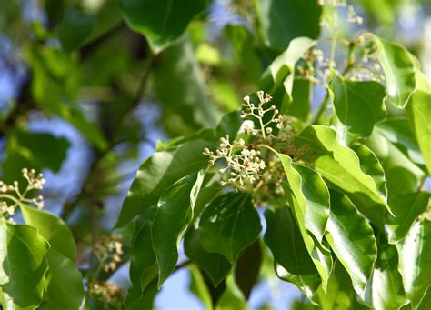 Camphor Tree (Cinnamomum camphora) | Manufactum