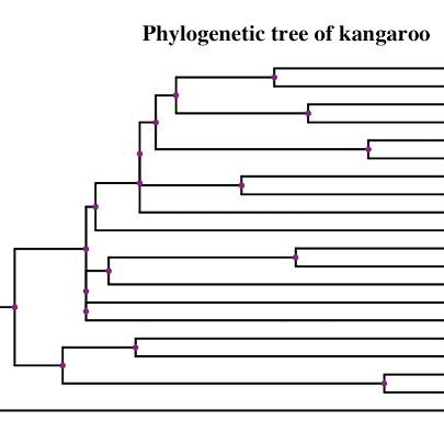 Image result for Kangaroo Evolution Tree