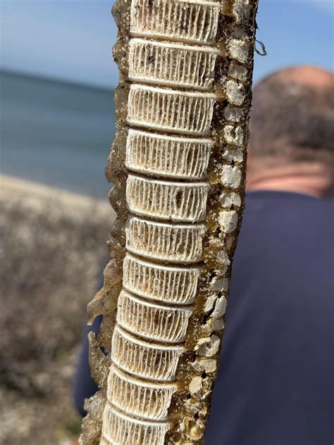What species shark spine is this? Found in my garden (!) near Cape Cod Bay : r/animalid