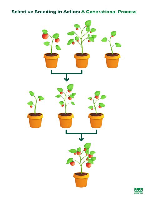 Unveiling the Secrets of Selective Breeding