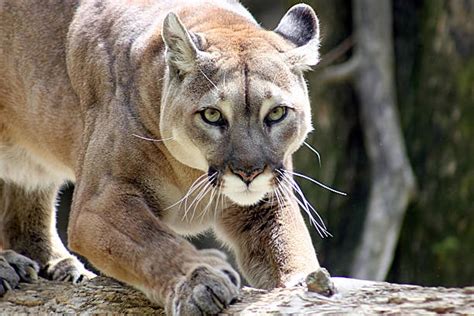 Image result for Java Varargs